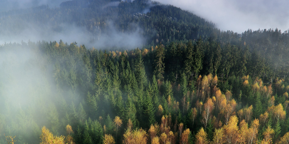 首個鄉村(村旁、宅旁、水旁、路旁自栽生態樹種)“四旁”林木碳匯項目開發