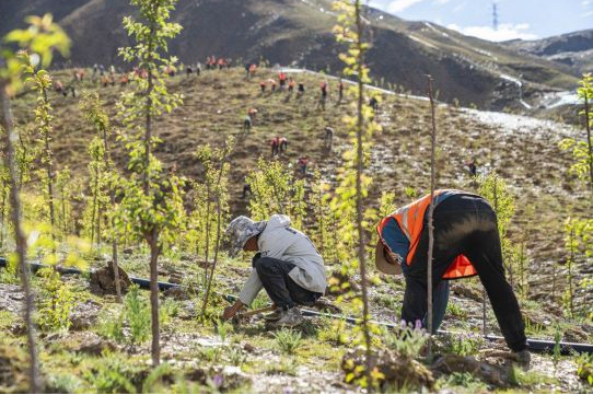 西藏最大規模造林工程助力世界屋脊生態保護